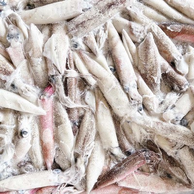 美国鱿鱼(LOLIGO OPALESCENS)